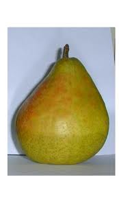 PERENBOOM 'ANANAS DE COURTRAI' LAAGSTAM