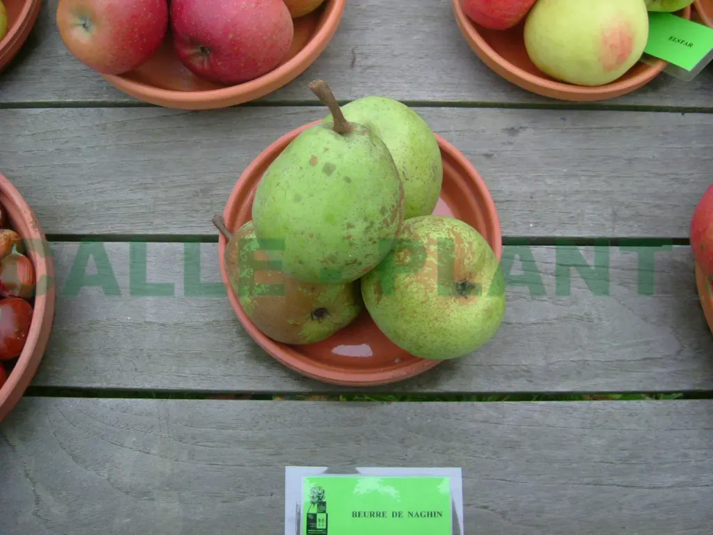 PERENBOOM 'BEURRE DE NAGHIN' HOOGSTAM
