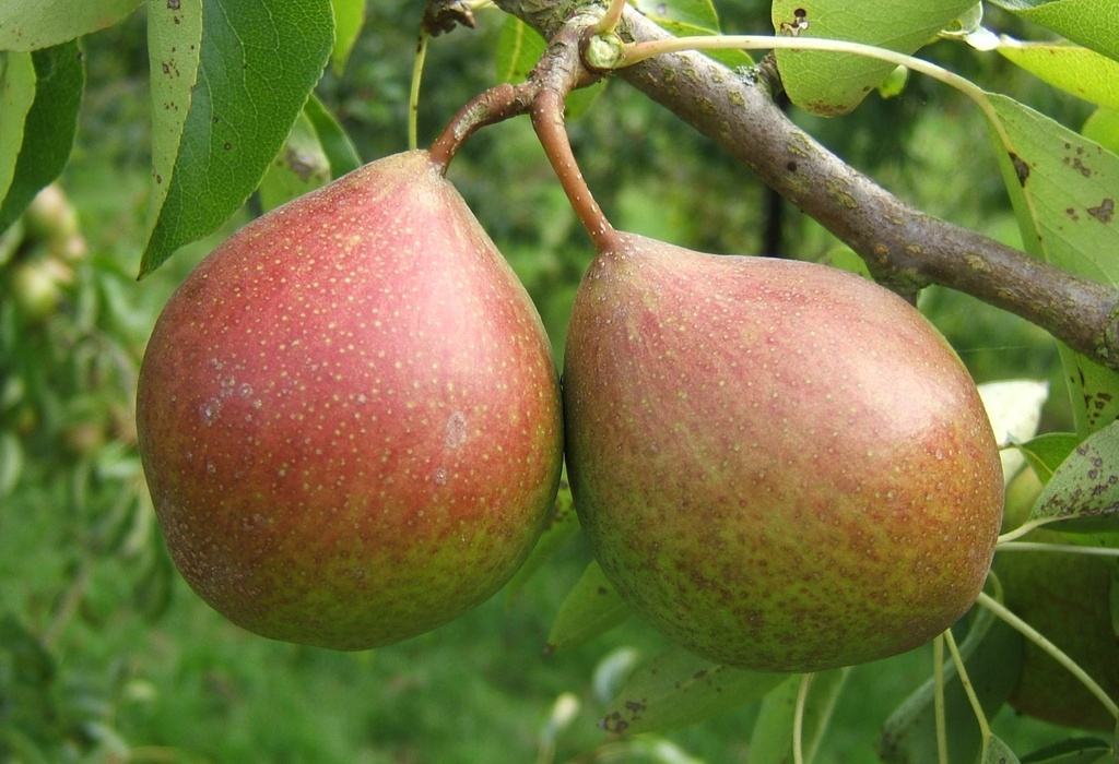 PERENBOOM BEURRE DILLY RGF LAAGSTAM
