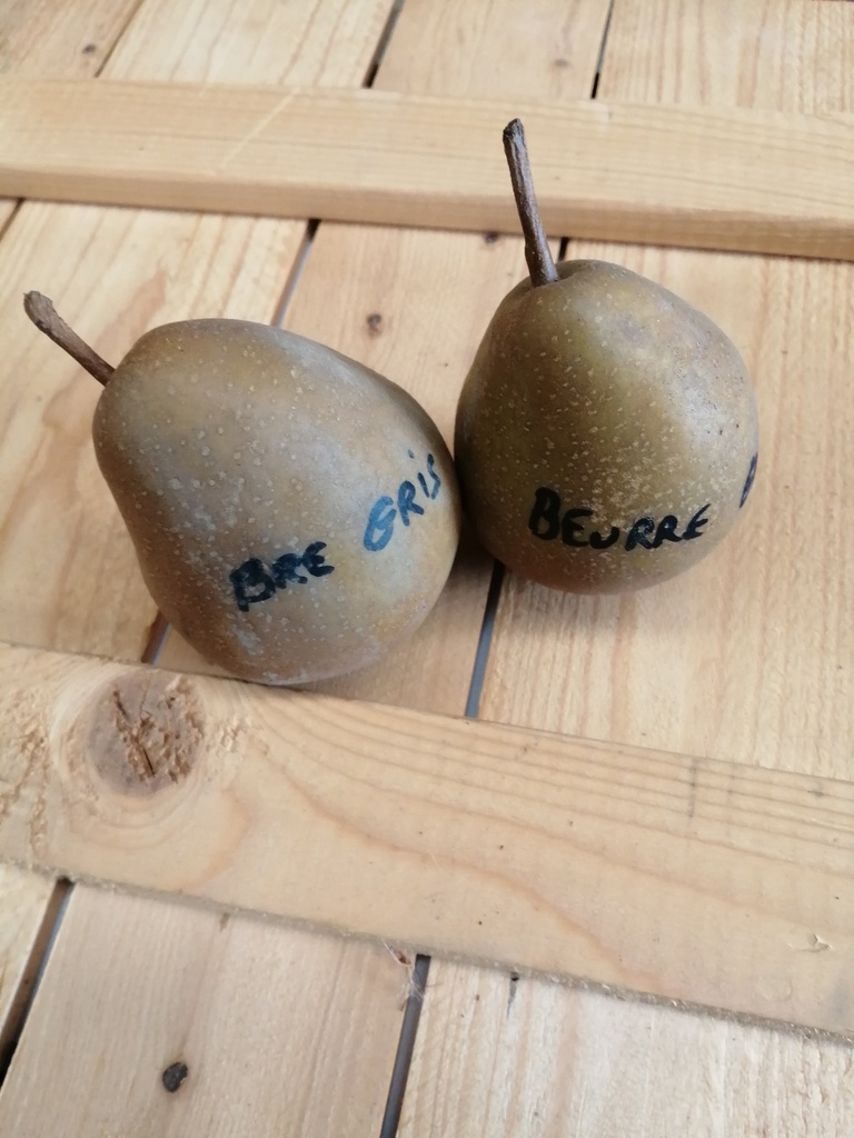 PERENBOOM 'BEURRÉ GRIS' LAAGSTAM