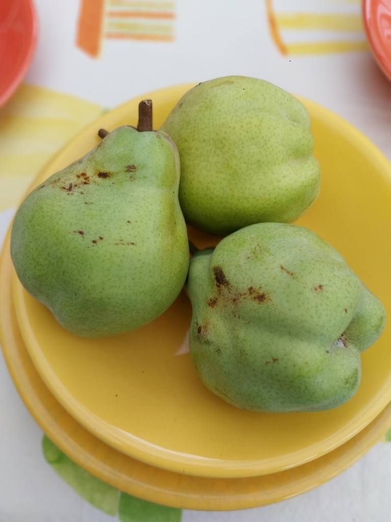 PERENBOOM 'BEURRÉ HARDENPONT' LAAGSTAM