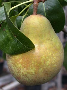 PERENBOOM 'BEURRÉ HARDY' HALFSTAM