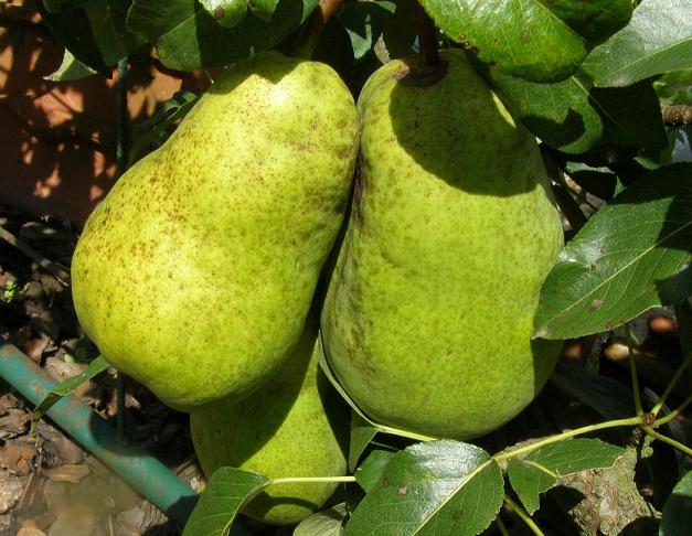 PERENBOOM 'BEURRÉ LEBRUN' HOOGSTAM