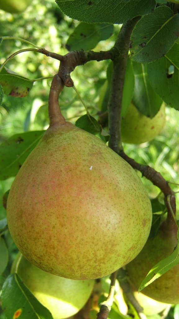 PERENBOOM 'BEURRÉ SUPERFIN' JAARSE SNOER