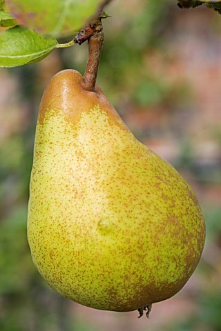 PERENBOOM 'BON CHRÉTIEN WILLIAMS' HALFSTAM