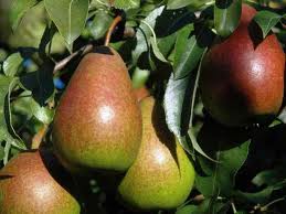 PERENBOOM 'LOUISE BONNE  D'AVRANCHES' HALFSTAM