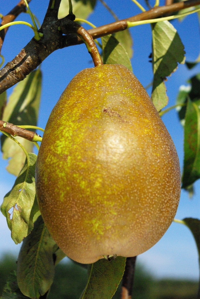 PERENBOOM 'BRONZE D'ENGHIEN' RGF HALFSTAM