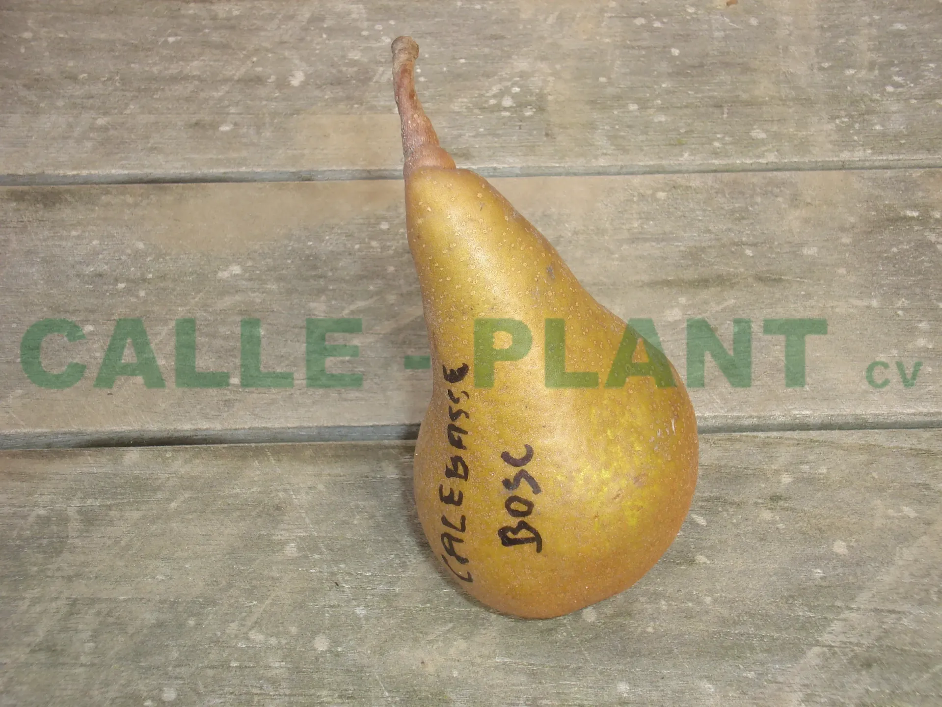 PERENBOOM 'CALEBASSE BOSC' HOOGSTAM