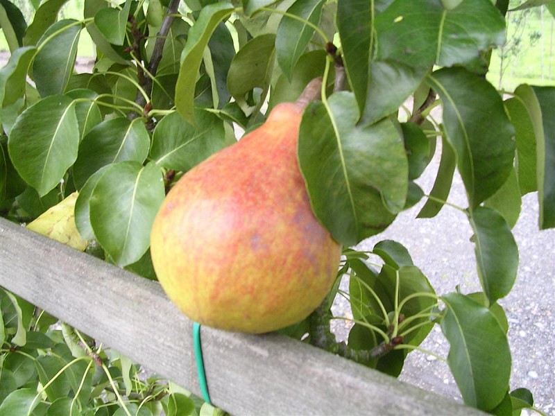 PERENBOOM 'CLAPP'S FAVOURITE' LAAGSTAM