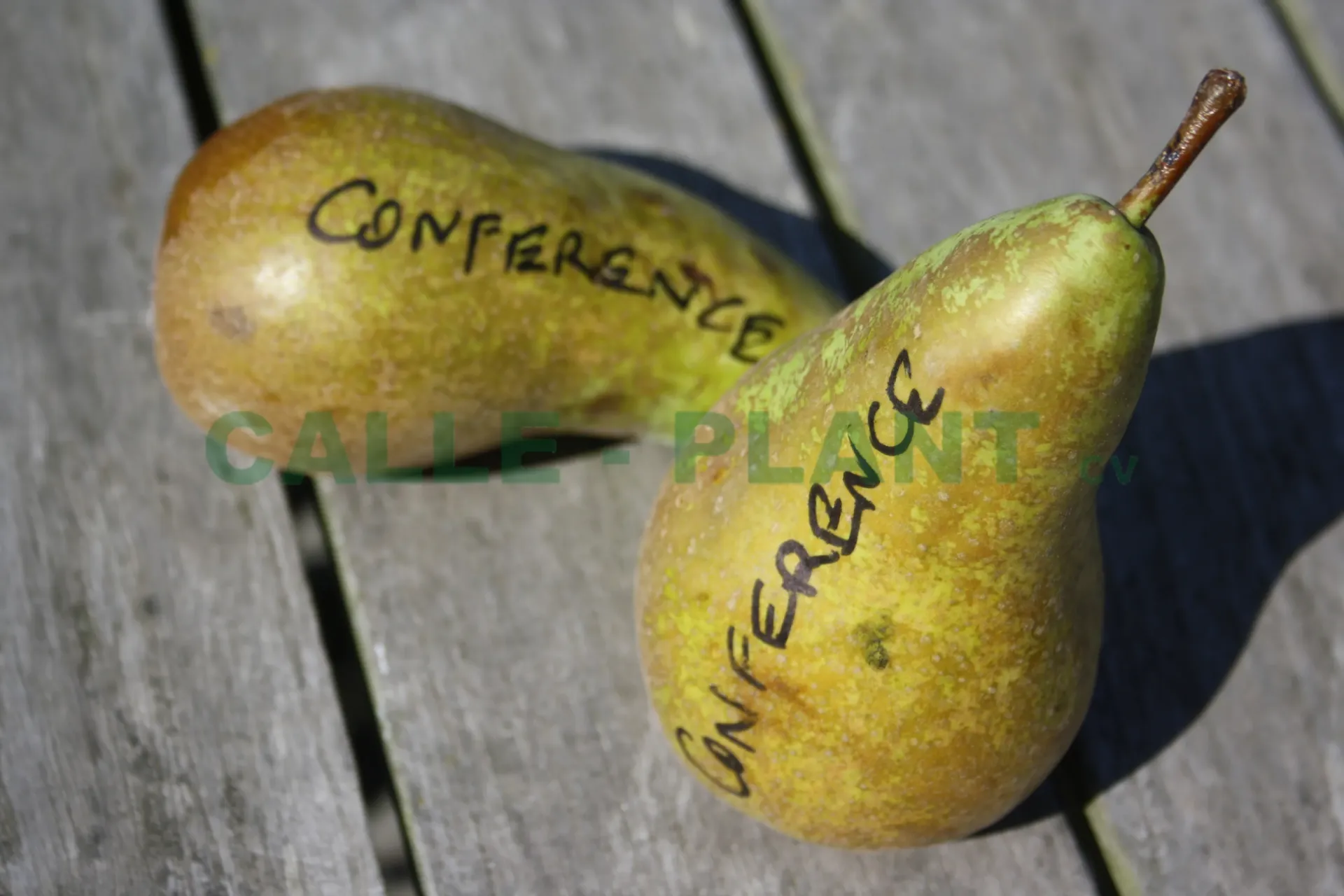 POIRIER 'CONFERENCE' SCION D'UN AN