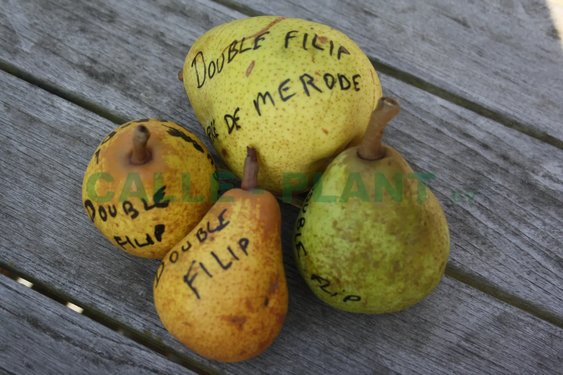 PERENBOOM 'DUBBEL FLIP' JAARSE SNOER