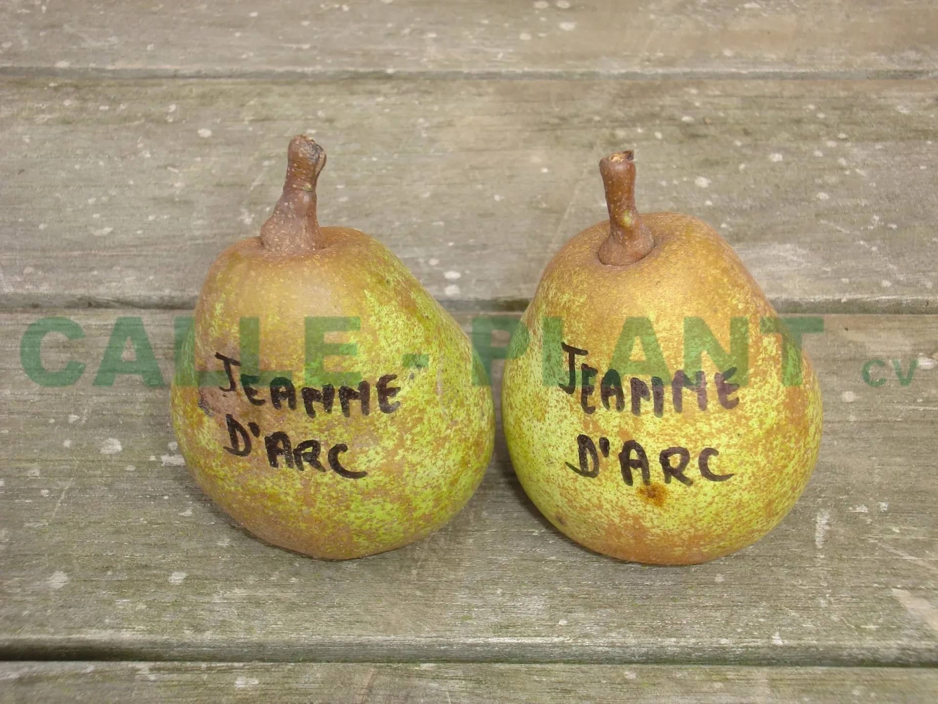 PERENBOOM 'JEANNE D'ARC' JAARSE SNOER