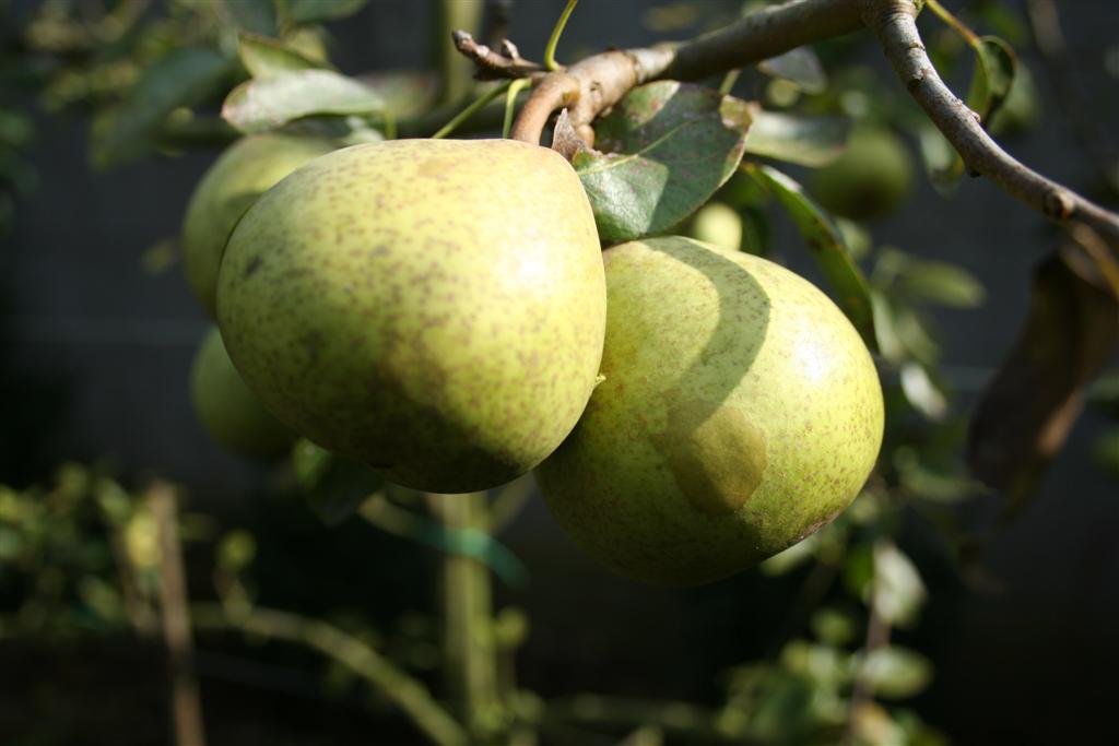PERENBOOM 'JOSÉPHINE DE MALINES' HOOGSTAM