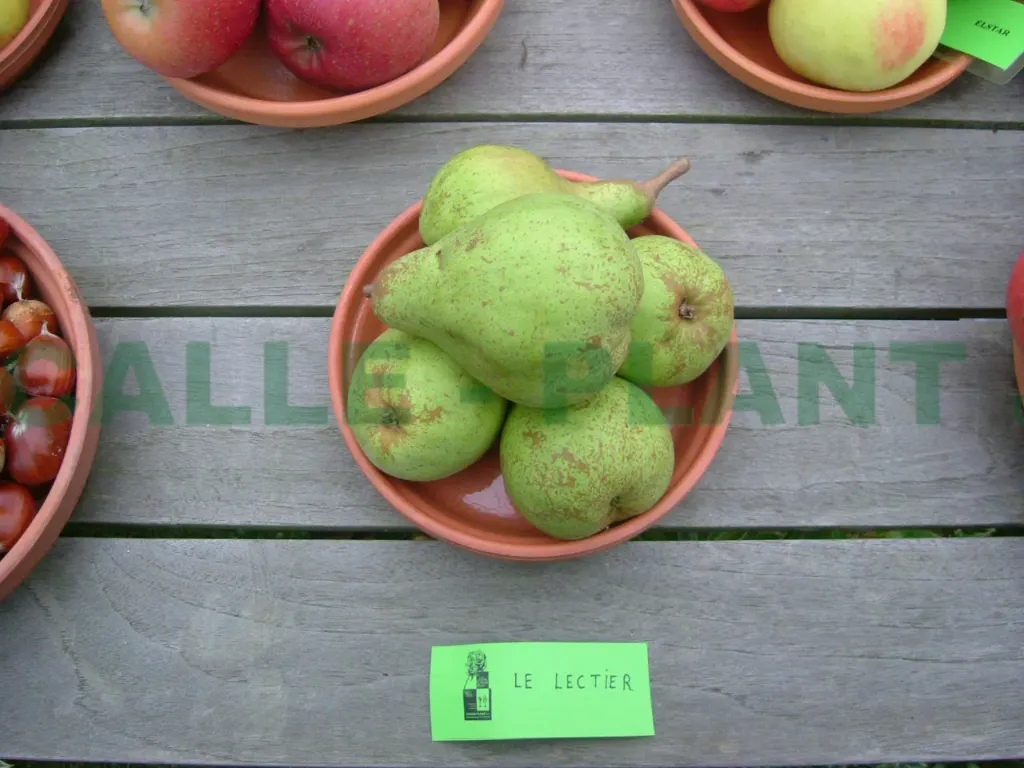 PERENBOOM 'LECTIER' LAAGSTAM