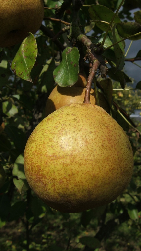 PERENBOOM POIRE DE GROS RGF HALFSTAM