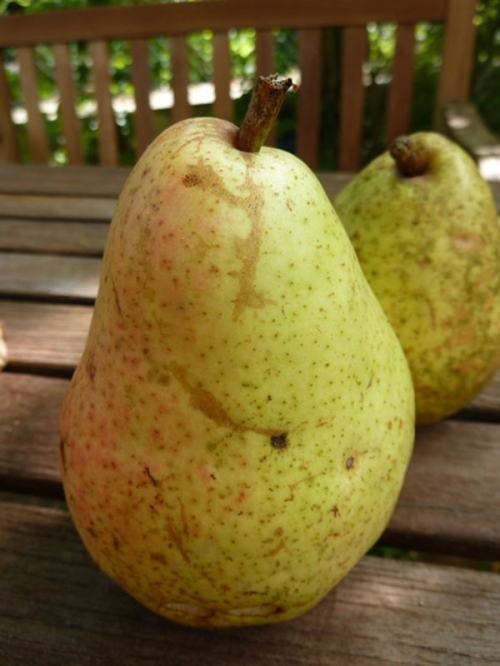 PERENBOOM 'PRÉCOCE DE TRÉVOUX' LAAGSTAM