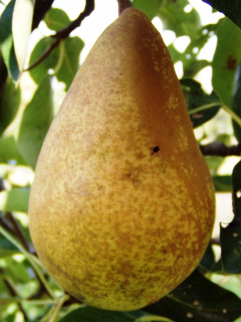 [PETVIHAK] PERENBOOM 'TRIOMPHE DE VIENNE' HALFSTAM (Kwee A, Blote wortel, 6-8 cm)