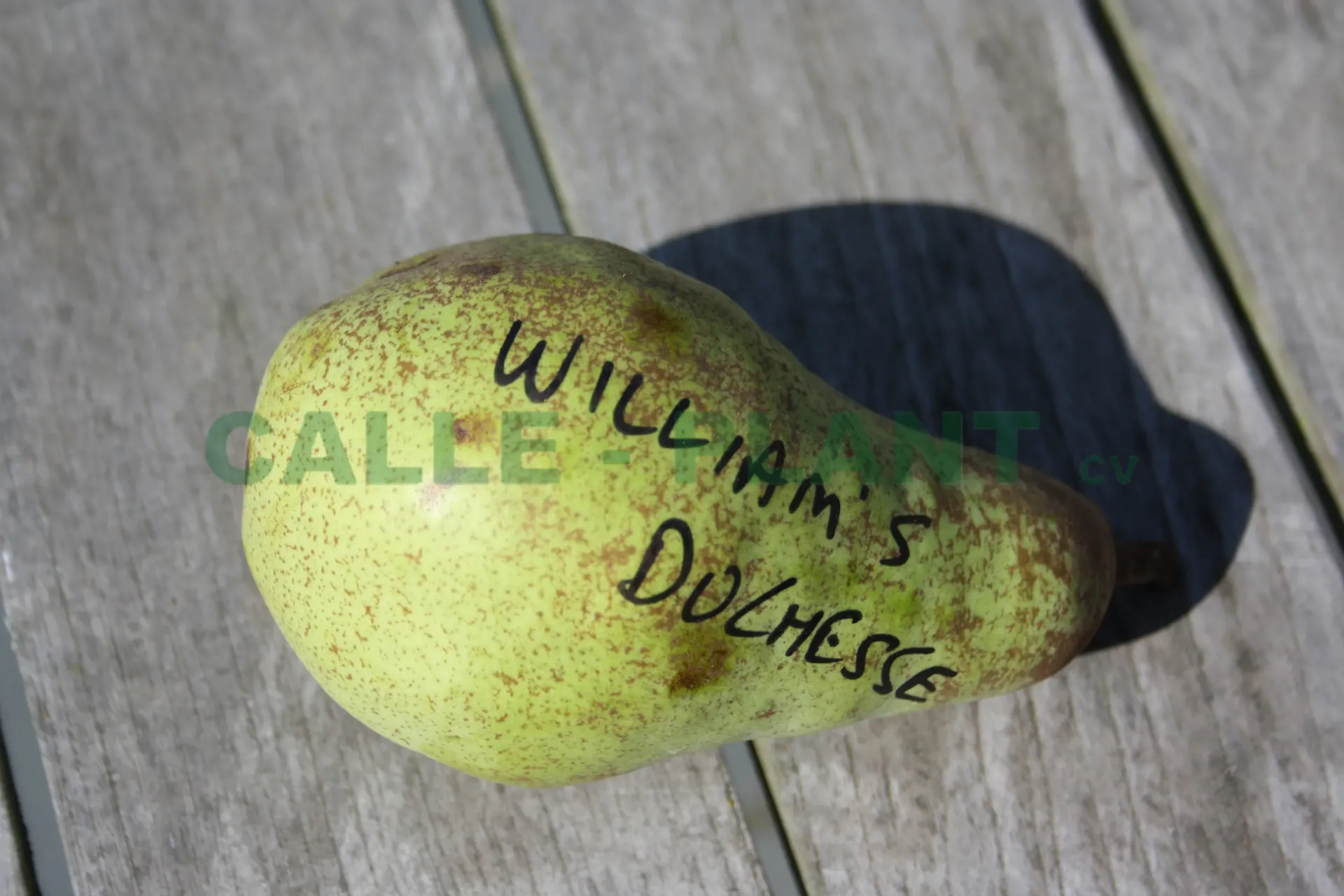 PERENBOOM 'WILLIAM'S DUCHESS' HALFSTAM