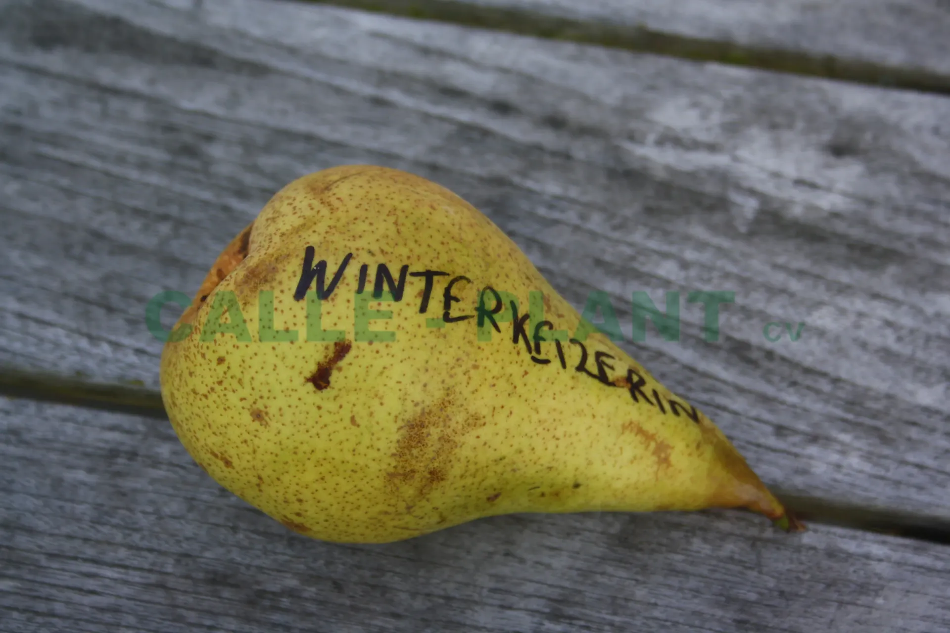 [PEWI1P] POIRIER 'WINTERKEIZERIN' SCION D'UN AN