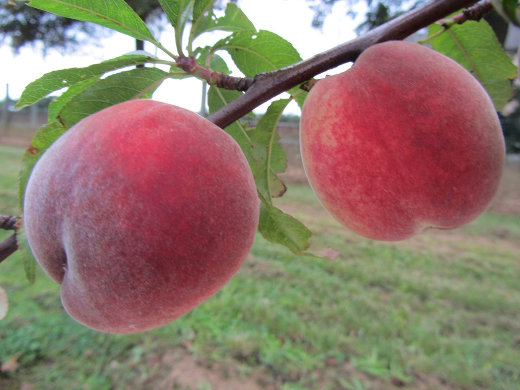 PECHER 'FERTILE DE SEPTEMBRE' RGF BASSE-TIGE