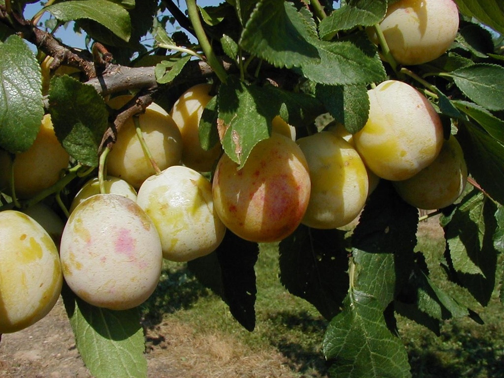 PRUIMENBOOM 'BELLAMIRA' LAAGSTAM