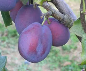 [PRBLOH] PRUIMENBOOM 'SCHONE VAN LEUVEN' HOOGSTAM (8-10 cm, Myrobolan)