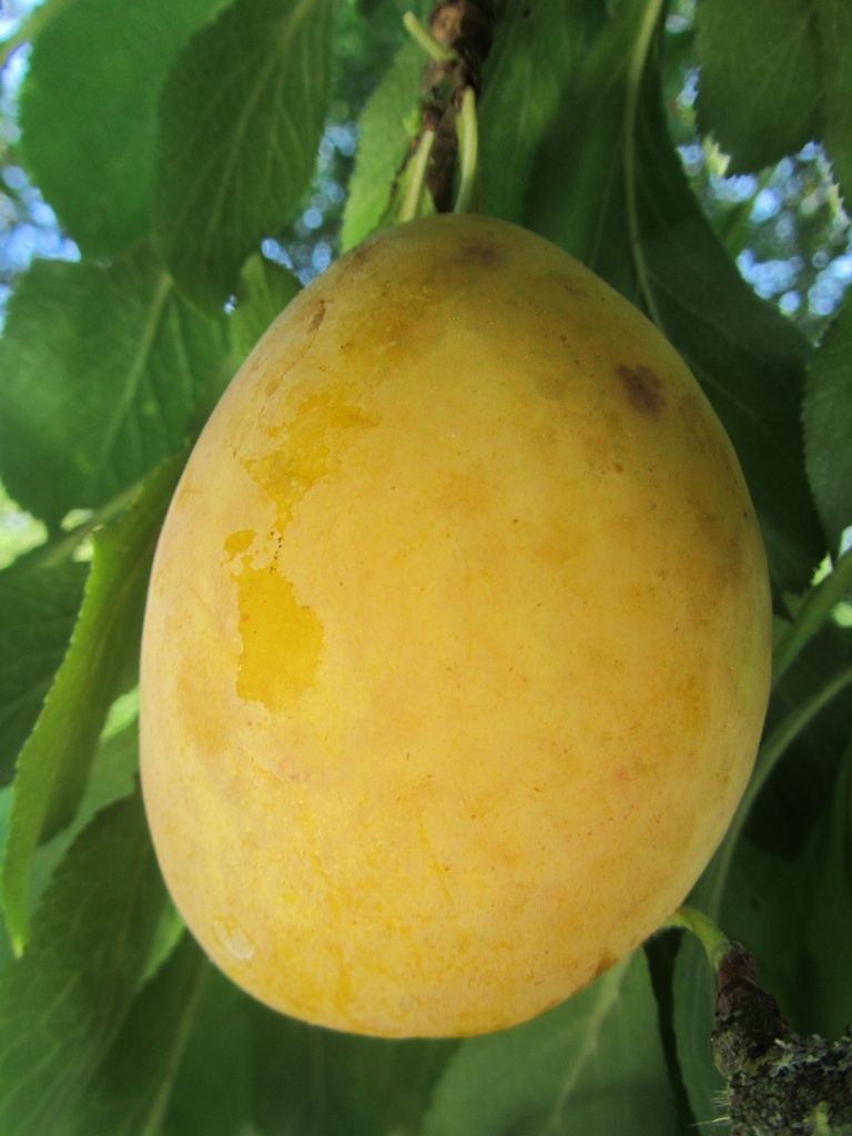 [PRBTHHAJ] PRUIMENBOOM 'BELLE DE THUIN' RGF HALFSTAM (St. Julien A, Blote wortel, 6-8 cm)