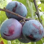[PRBBE2J] PRUIMENBOOM 'BLEUE DE BELGIQUE' LAAGSTAM (St. Julien A, Blote wortel)