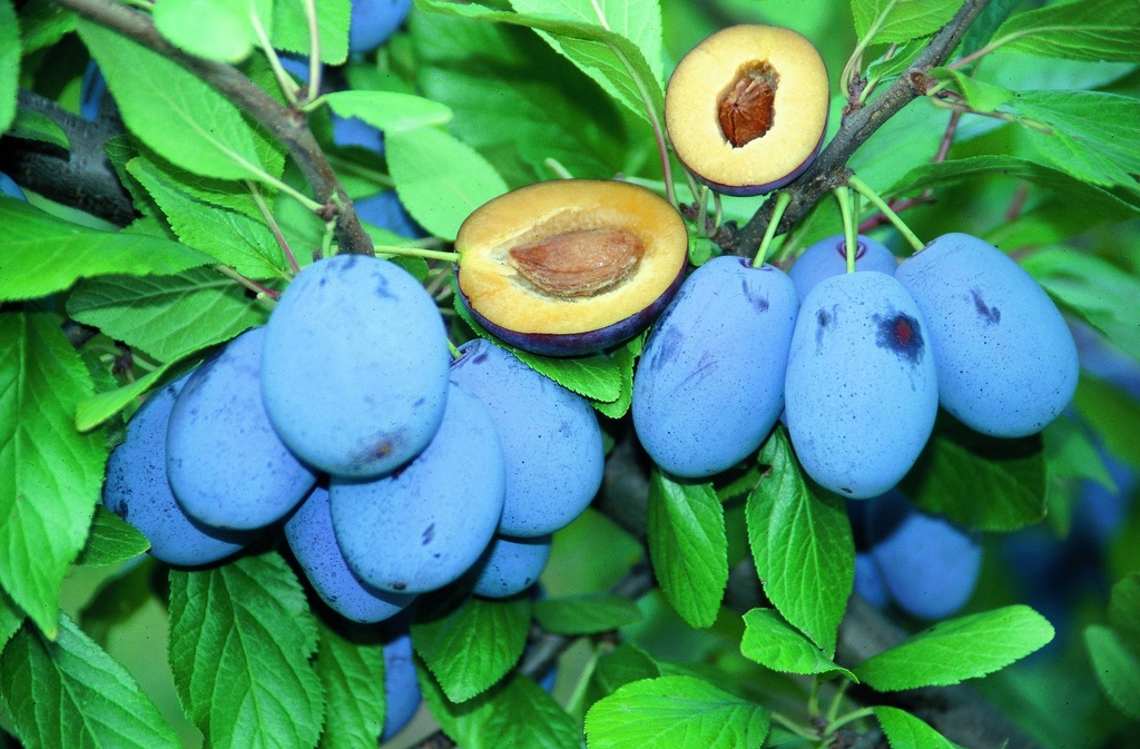[PRHARHAJ] PRUIMENBOOM HAROMA (R) HALFSTAM (St. Julien A, Blote wortel, 6-8 cm)