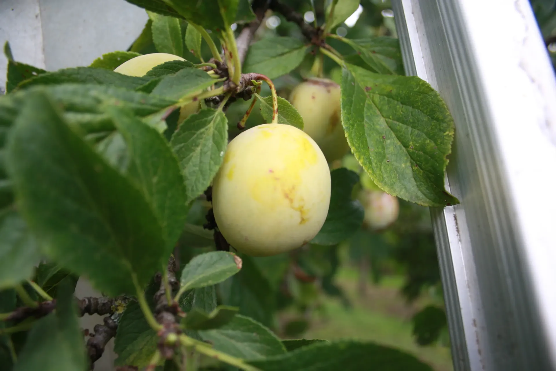 [PRJEHJ] PRUIMENBOOM 'JEFFERSON' HOOGSTAM (St. Julien A, 8-10 cm)