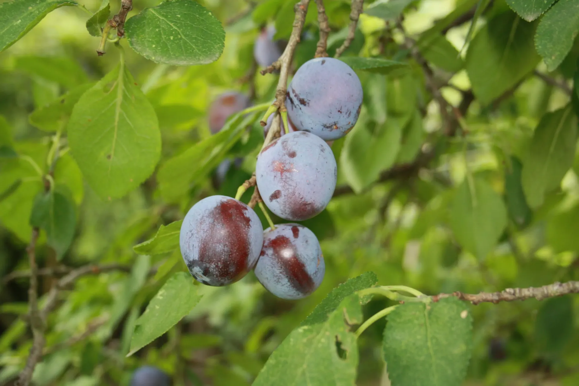 [PRMGLHAJ] PRUIMENBOOM 'MAGNA GLAUCA' HALFSTAM (St. Julien A, Blote wortel, 6-8 cm)