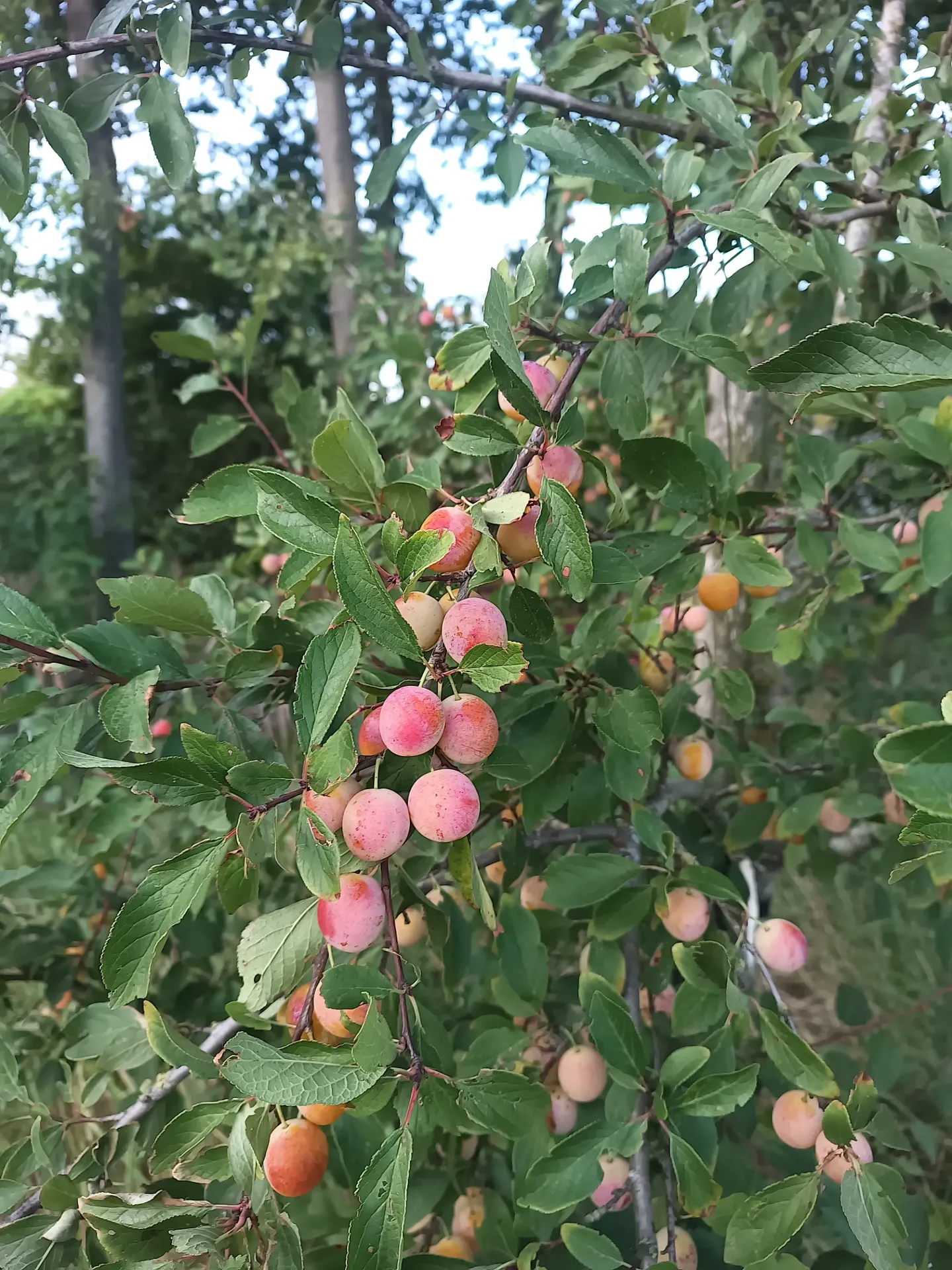 [PRMNA2J] PRUIMENBOOM 'MIRABELLE DE NANCY' LAAGSTAM (St. Julien A, Blote wortel)