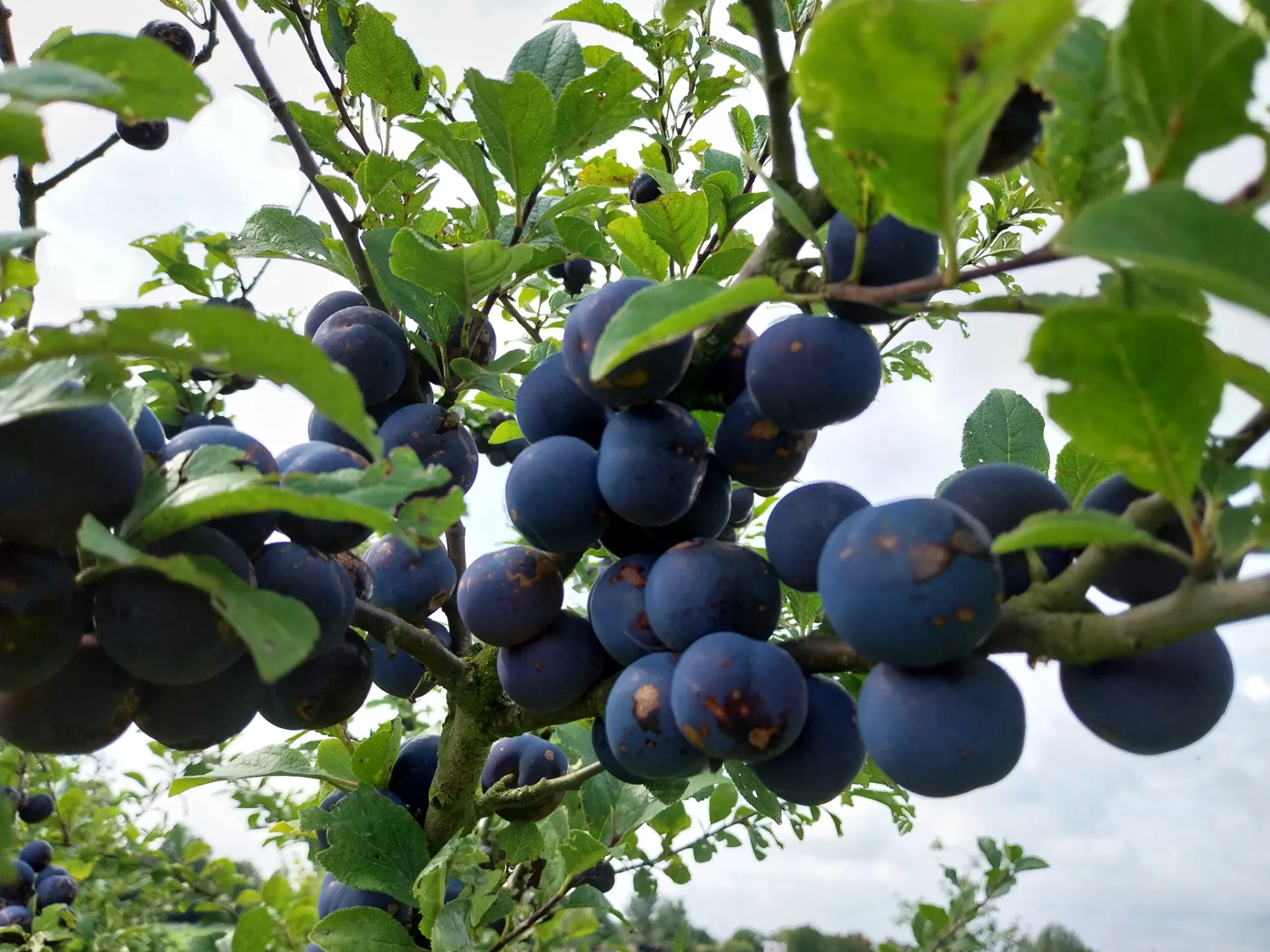 [PRPPRHJ] PRUIMENBOOM 'PRUNE DE PRINCE' RGF HOOGSTAM (St. Julien A, 8-10 cm)