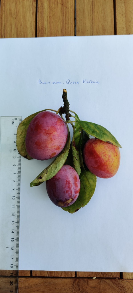 [PRQVIHJ] PRUIMENBOOM 'QUEEN VICTORIA' HOOGSTAM (St. Julien A, 8-10 cm)