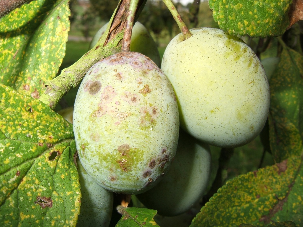 [PRSCA2J] PRUIMENBOOM 'STE CATHARINE' RGF LAAGSTAM (St. Julien A, Blote wortel)