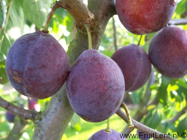 [PRWIHAJ] PRUIMENBOOM 'WIGNON' RGF HALFSTAM (St. Julien A, Blote wortel, 6-8 cm)
