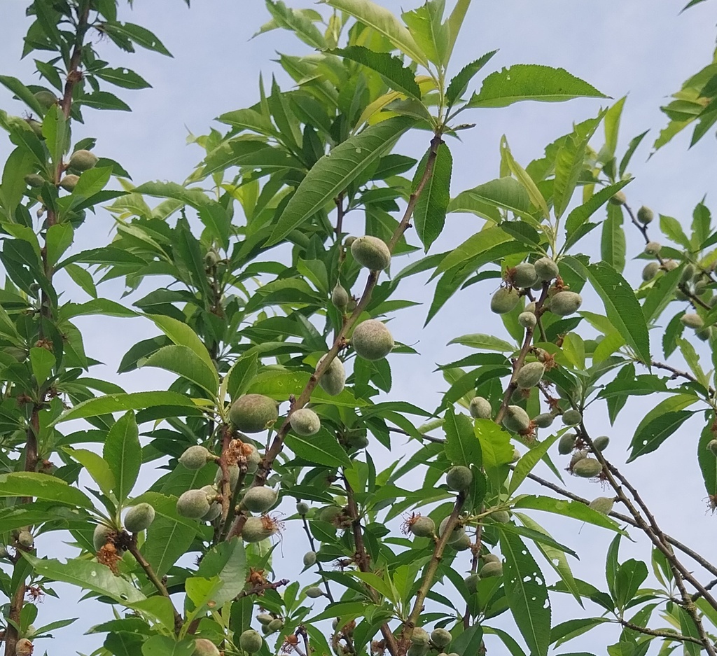 [PDU1] PRUNUS DULCIS 'ROBIJN' SCION D'UN AN