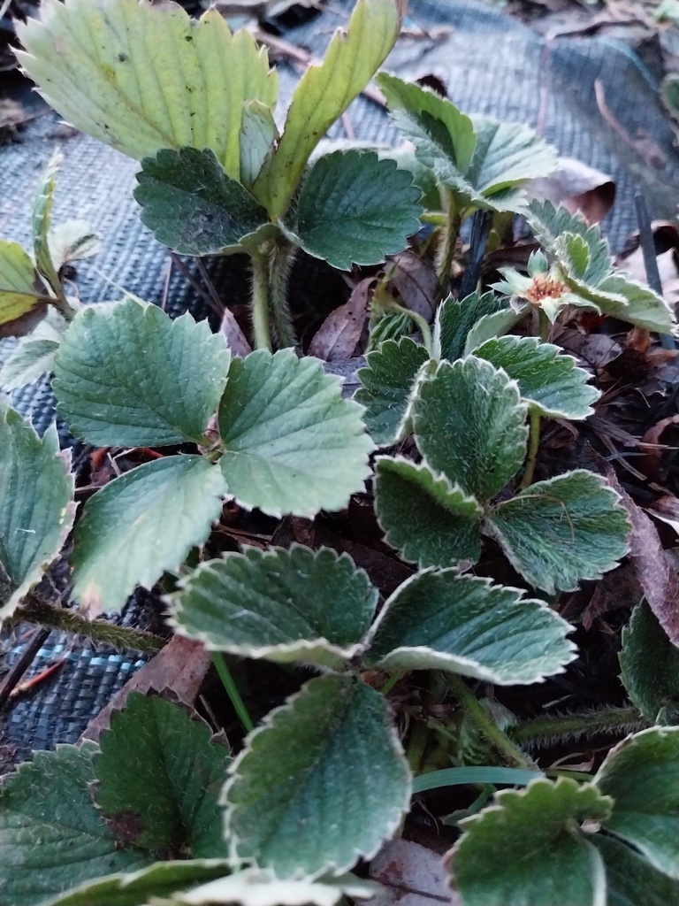 [AAEL1P] AARDBEIEN 'ELSANTA'