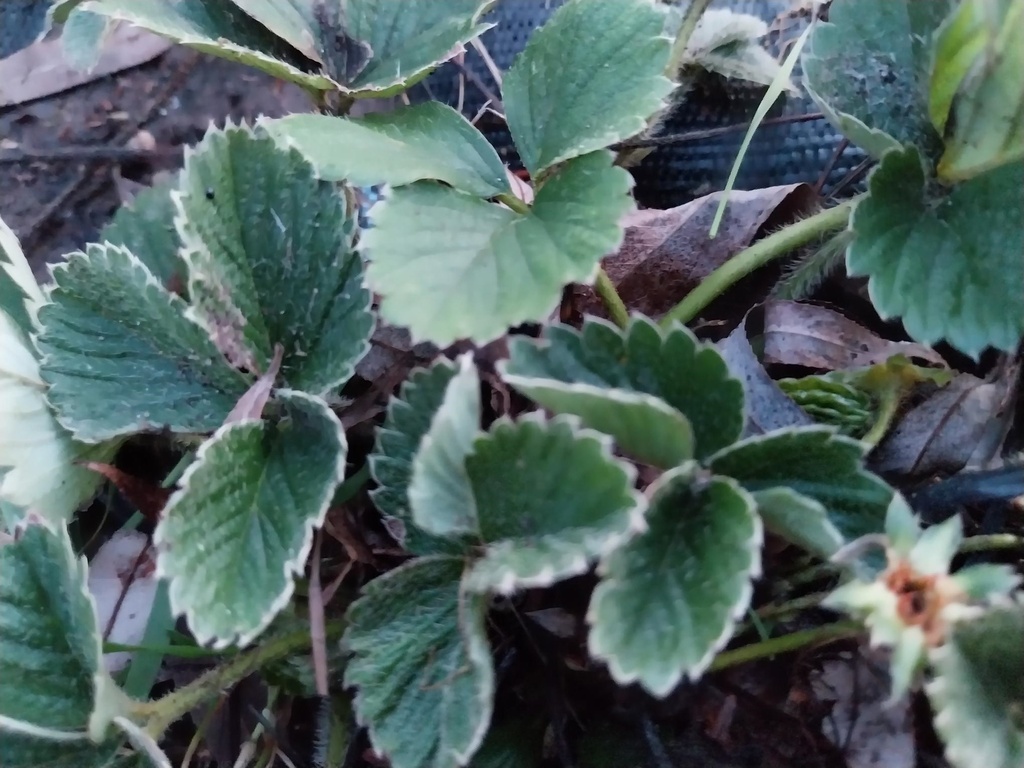 [AAGOP6] AARDBEIEN  'GORELLA' (Pot 6 cm)