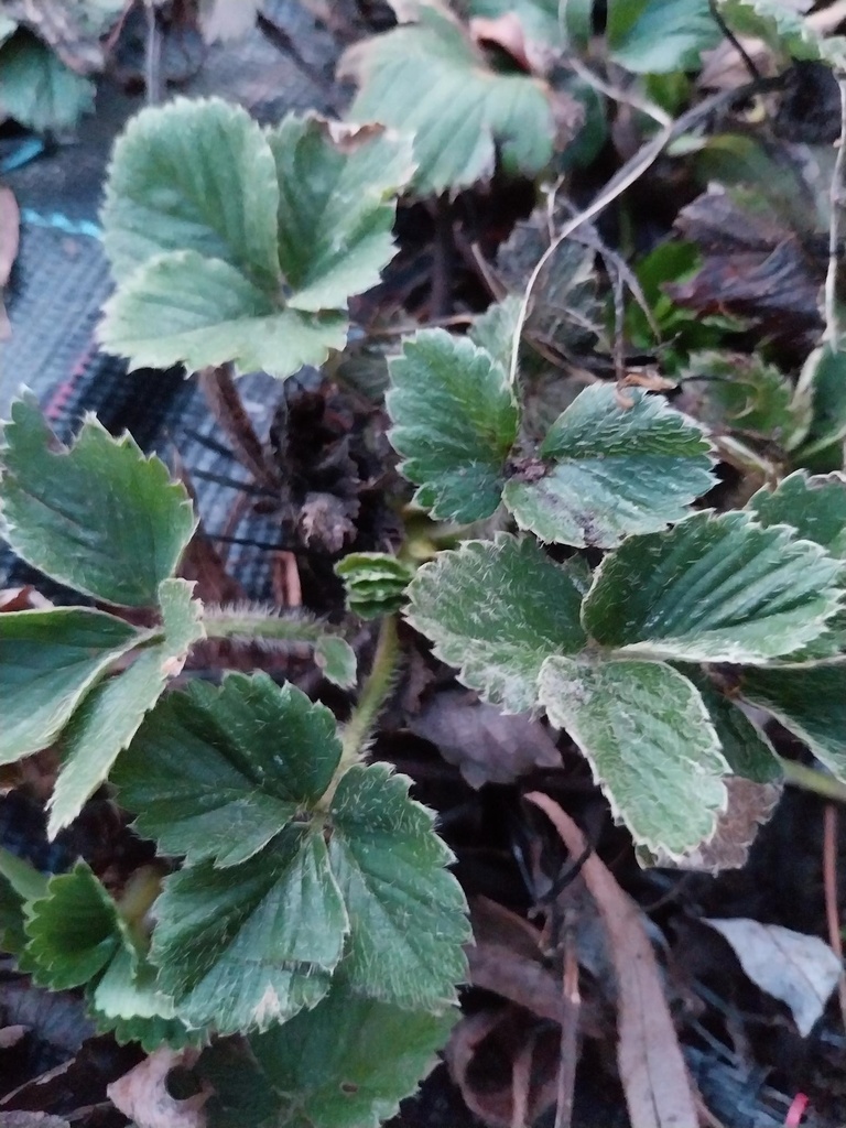 [AAKO1P] AARDBEIEN  'KORONA'