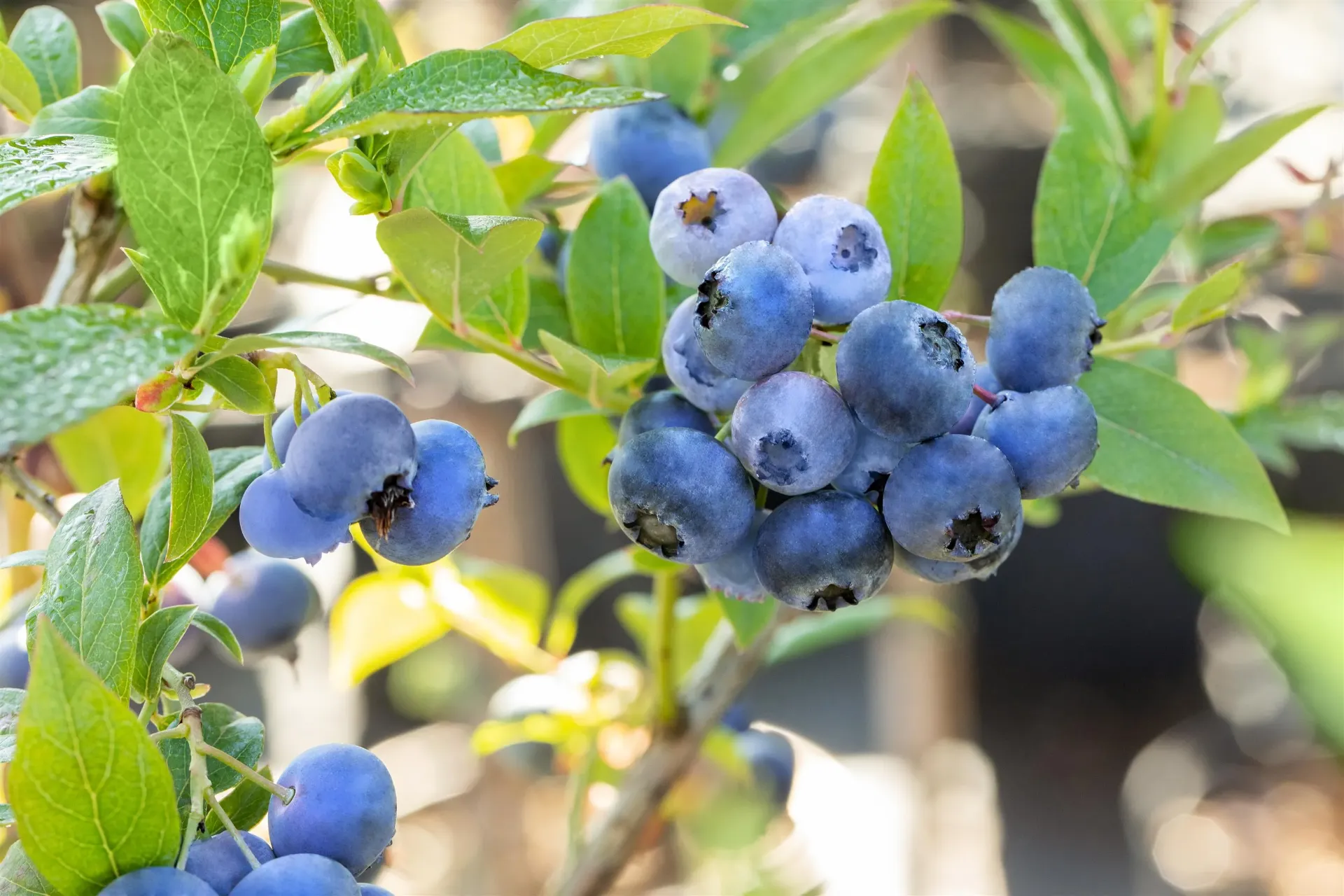 [VCBCR3] MYRTILLE AMERICAINE  'BLUECROP'