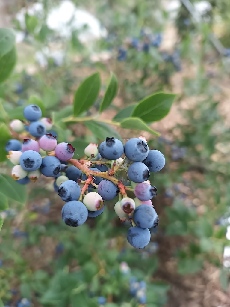 [VCBRA3] AMERIKAANSE BLAUWBES 'BLUE RAY'