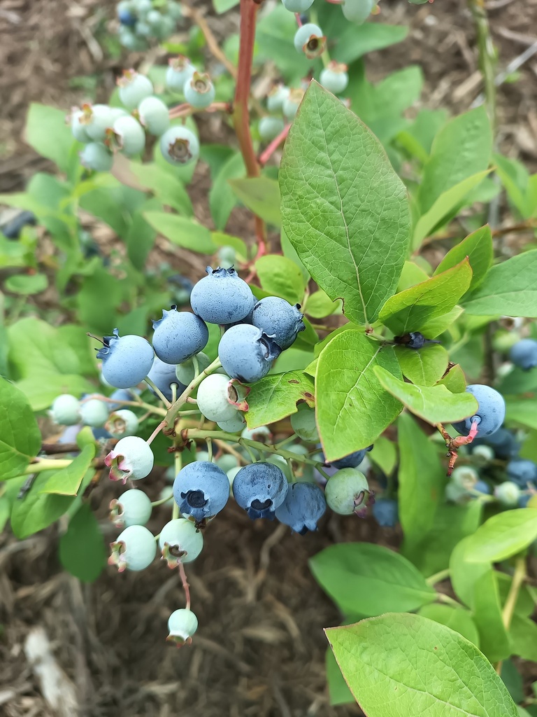 [VCDI3] AMERIKAANSE BLAUWBES 'DIXI'