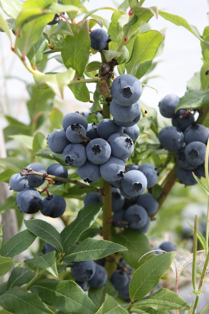 [VCHPE3] AMERIKAANSE BLAUWBES HORTBLUE PETITE (R) (Vierkante pot 3 liter, 40-60 cm)