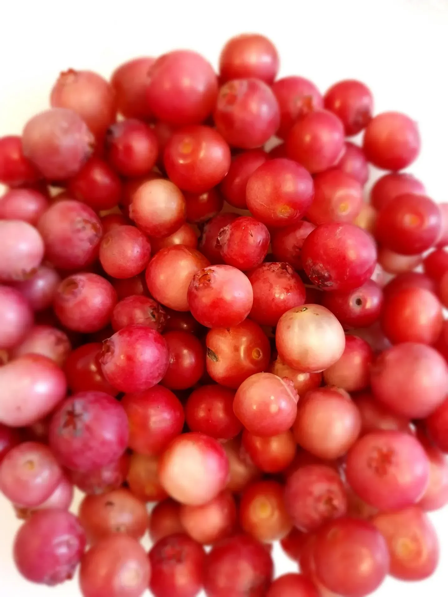 [VPLE3] MYRTILLE AMERICAINE  'PINK LEMONADE'