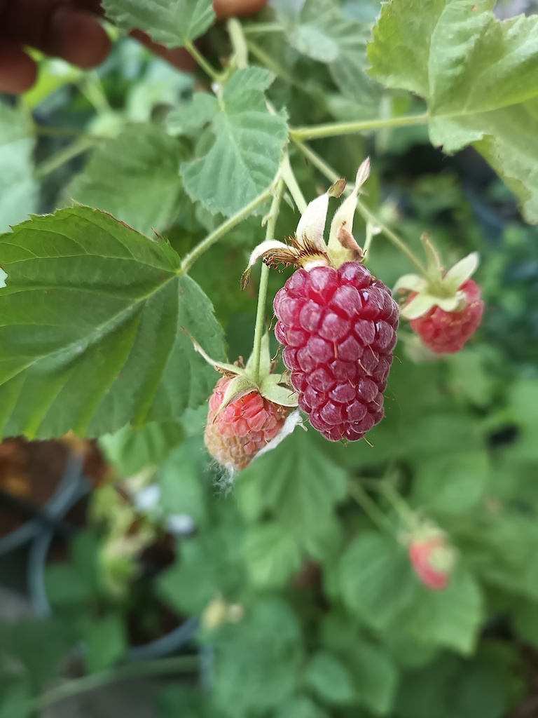 [BRTLO3] MURIER 'THORNLESS LOGANBERRY'