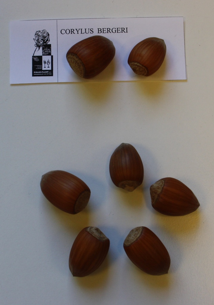 [CBE21] NOISETTIER 'BERGERI' (Racines nues, 30-60 cm, -1/1 (marcotte repiquée))