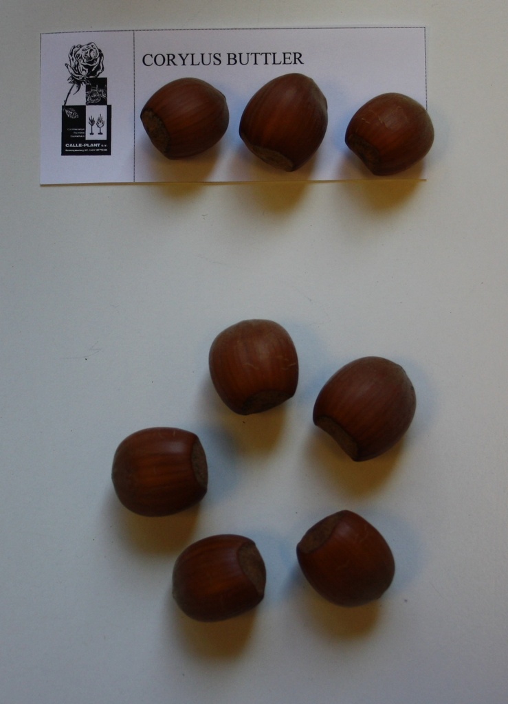 [CBU21] HAZELAAR 'BUTLER' (Blote wortel, 30-60 cm, -1/1 (verplante aflegger))