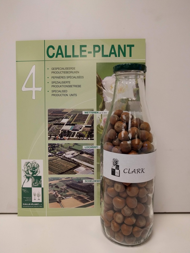 [CCLA21] HAZELAAR 'CLARK' (Blote wortel, 30-60 cm, -1/1 (verplante aflegger))