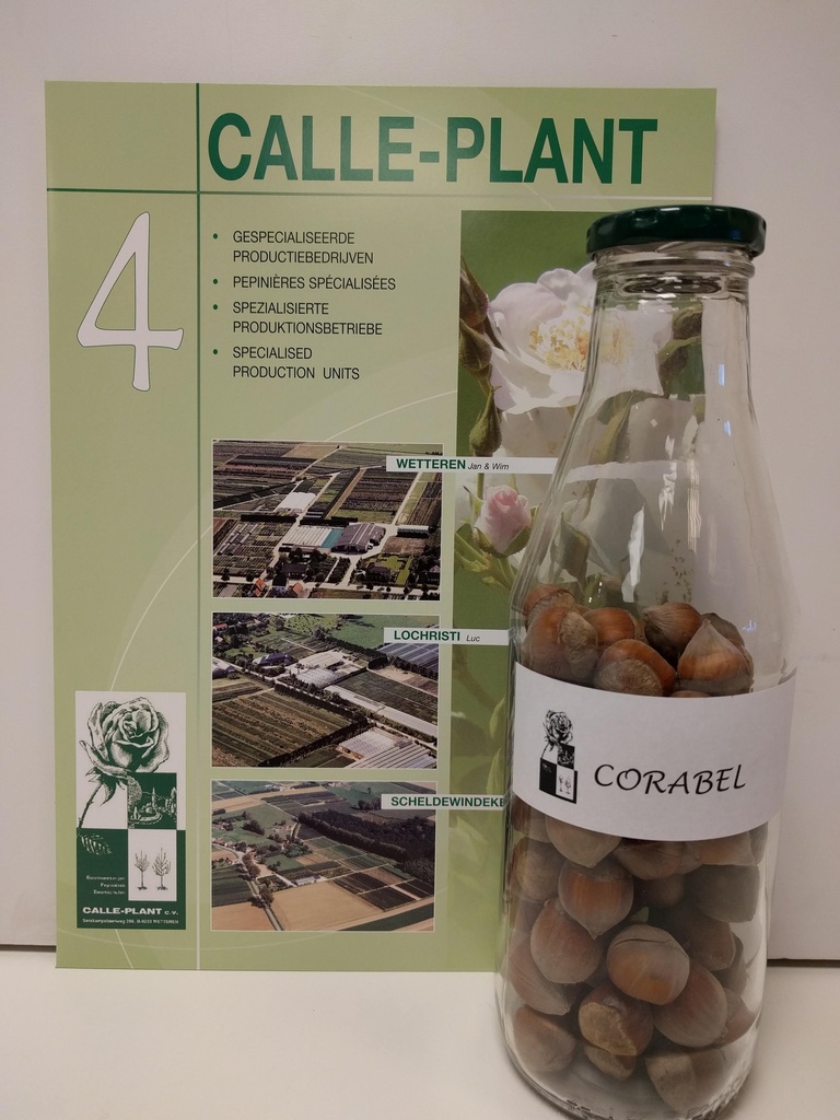 [CCOR1] HAZELAAR CORABEL (Blote wortel, 40-80 cm, -1/0 (aflegger 1 jaar))